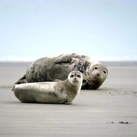 Berckoise - Vue - 30m - 8 Pers 펜션 Berck